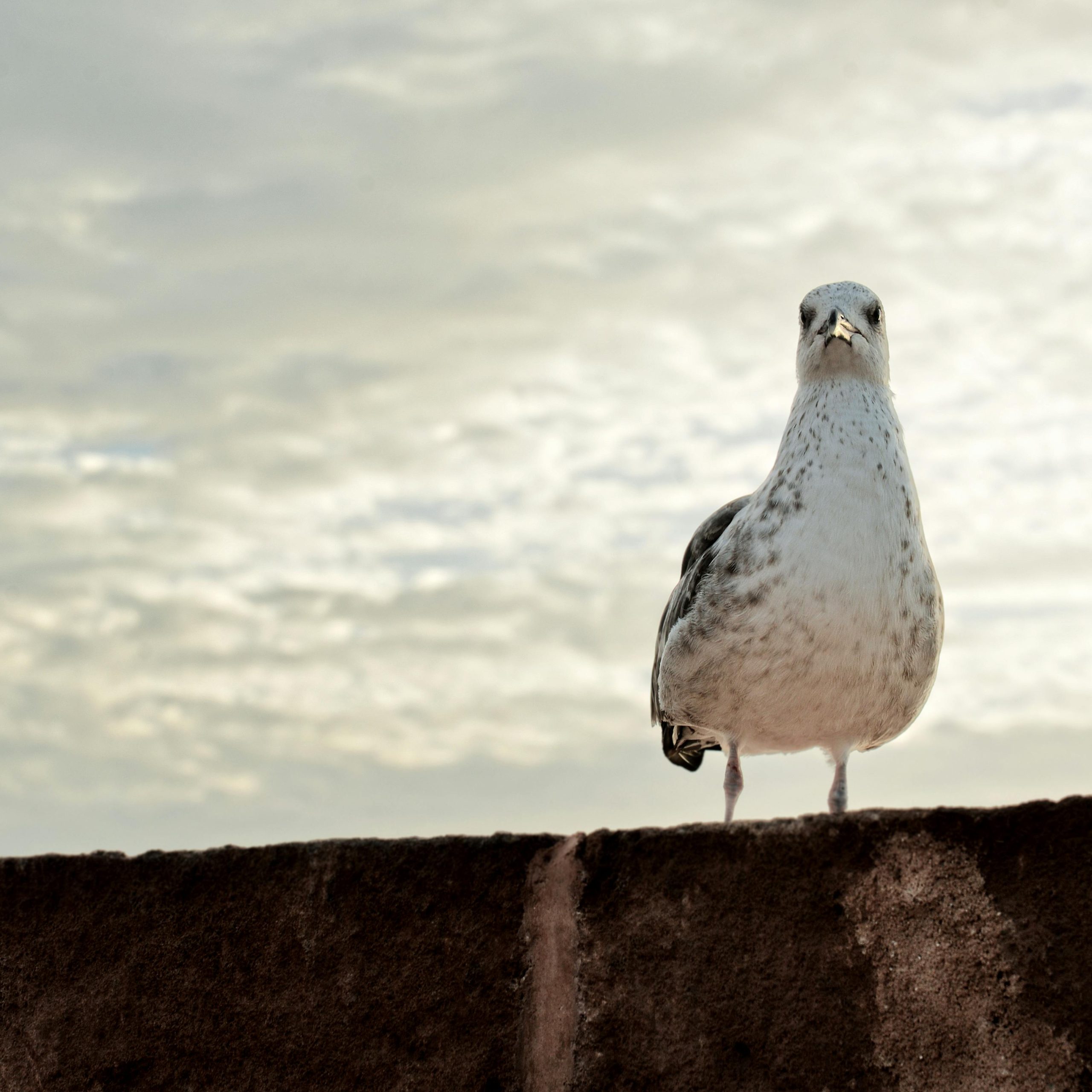 Private day trip from Marrakech to Essaouira