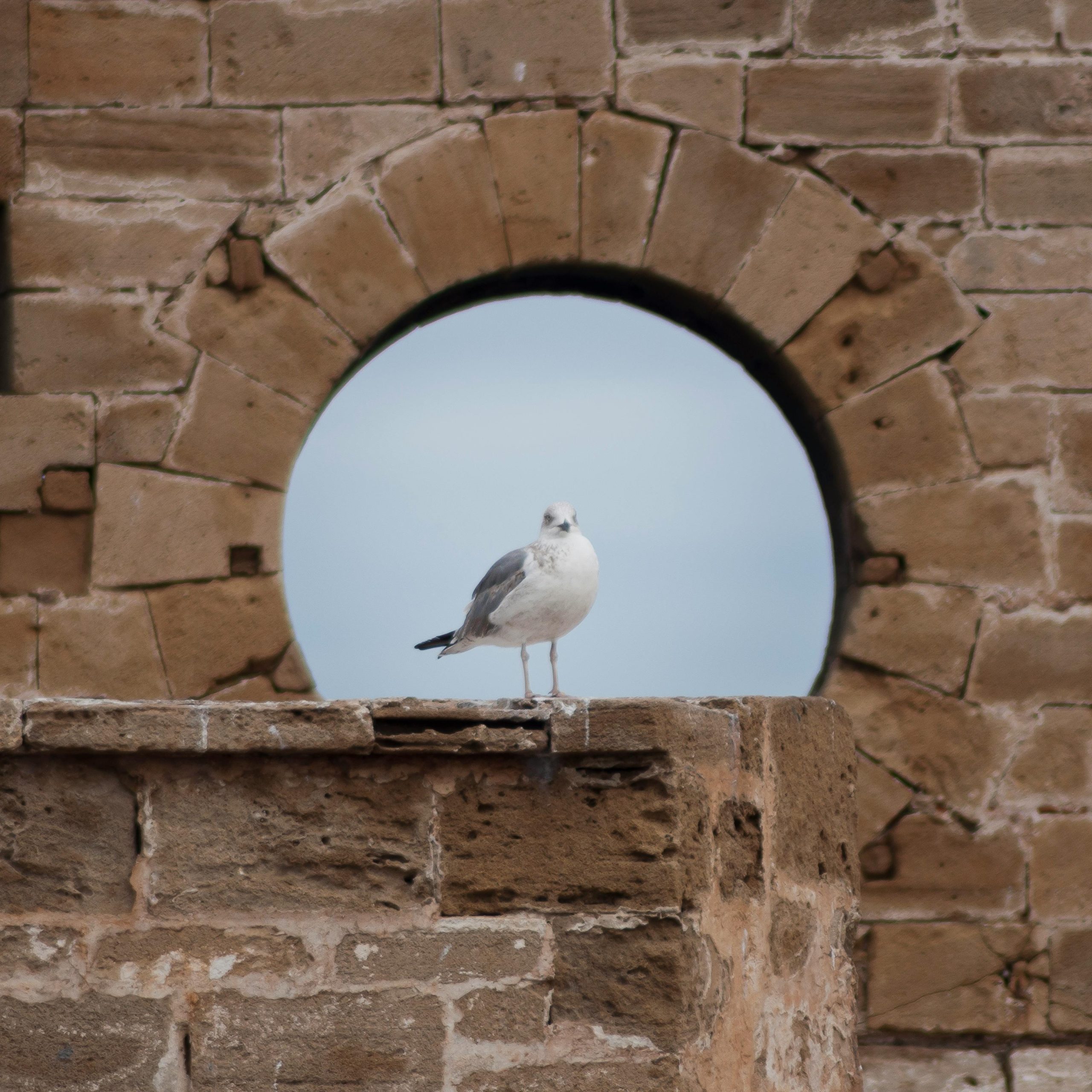 Private day trip from Marrakech to Essaouira