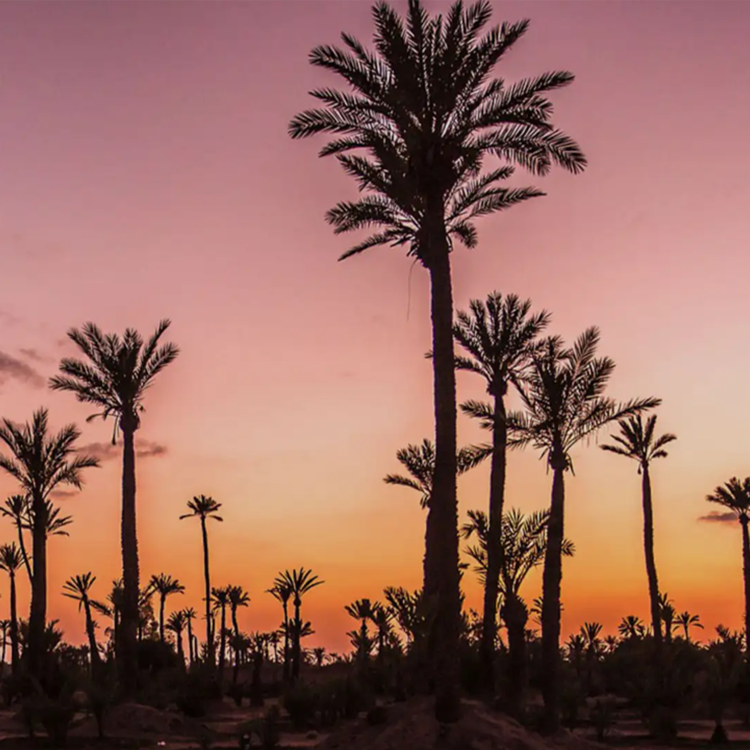 Quad Bike and Camel Ride Marrakech Palmeraie