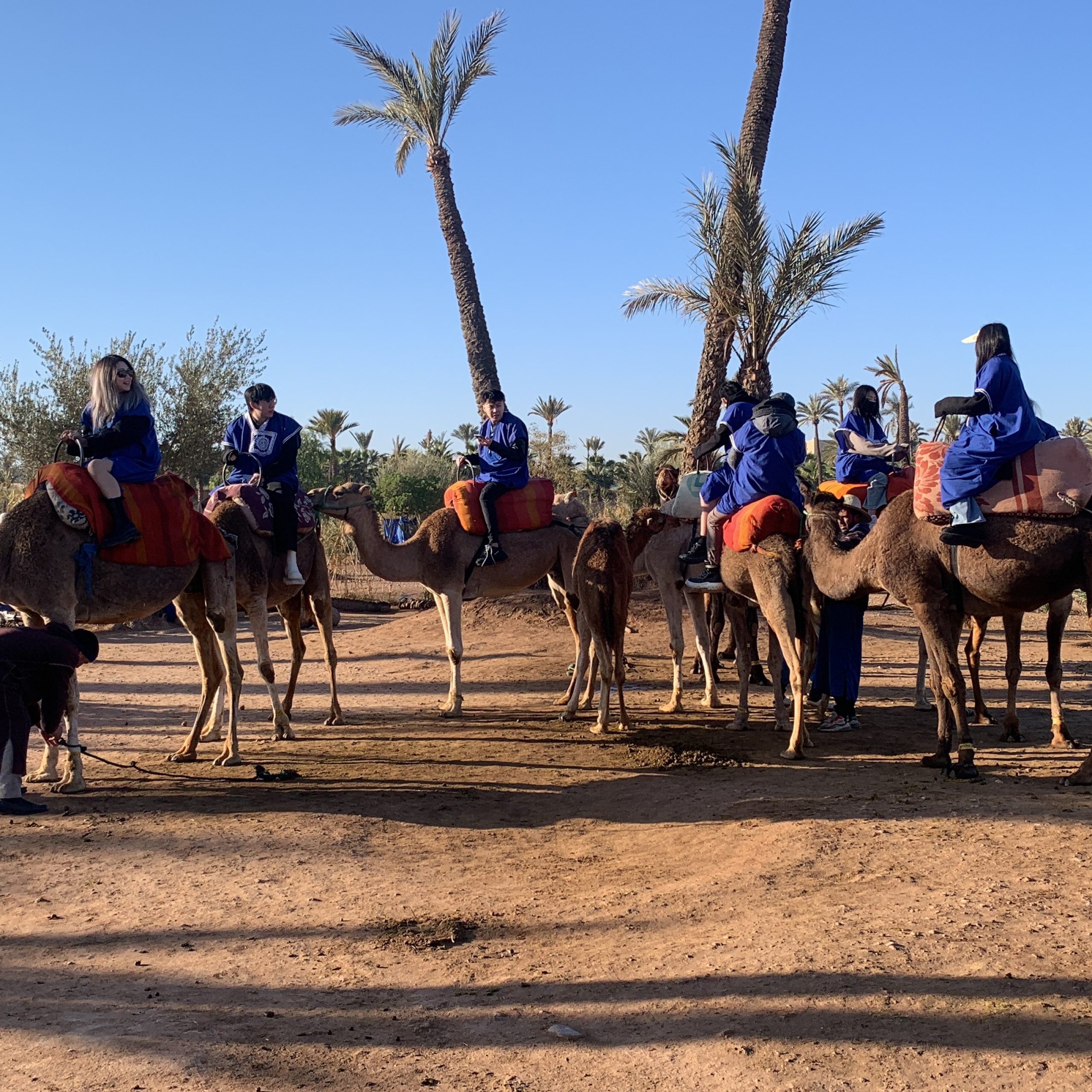Camel Ride in the Palmeraie