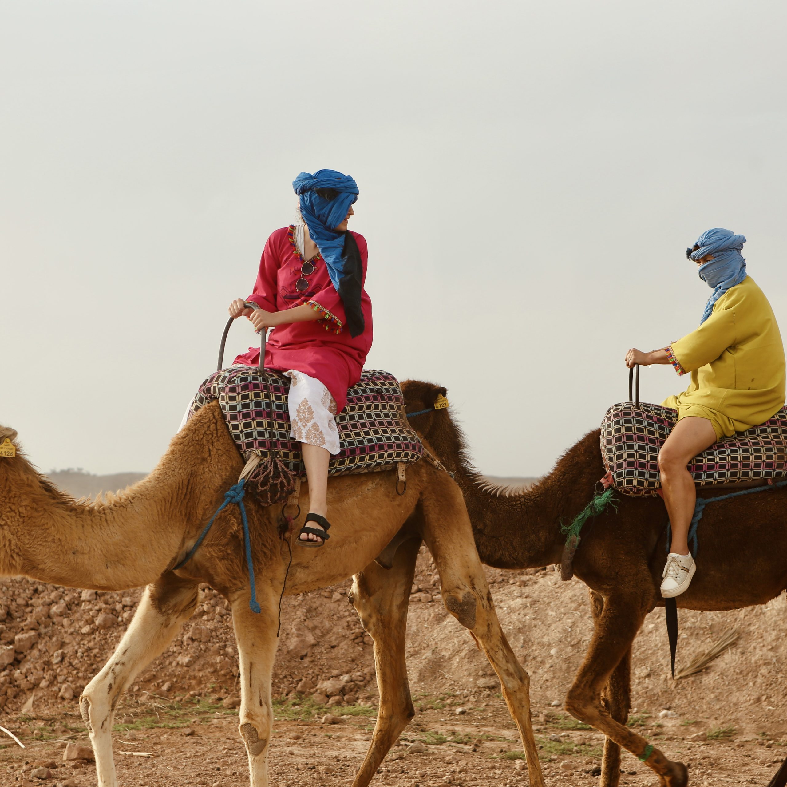 Camel Ride in the Agafay Desert