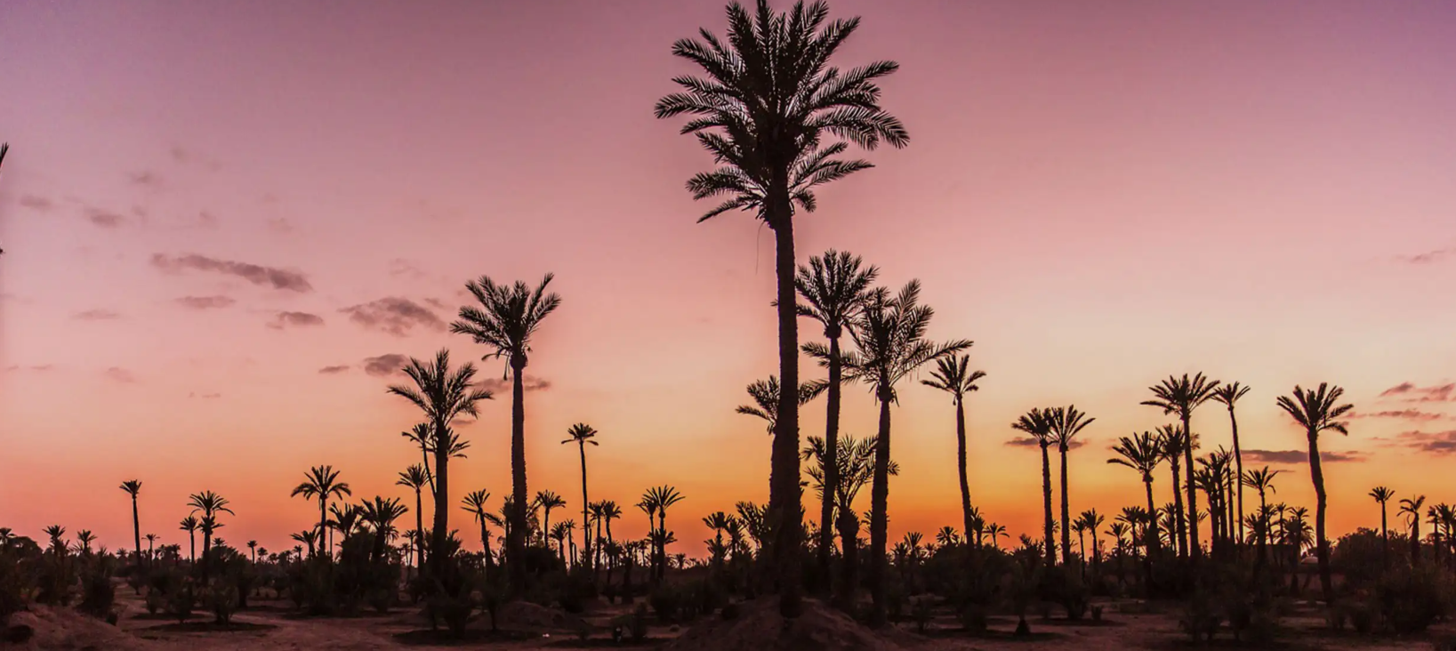 Camel Ride in the Palmeraie