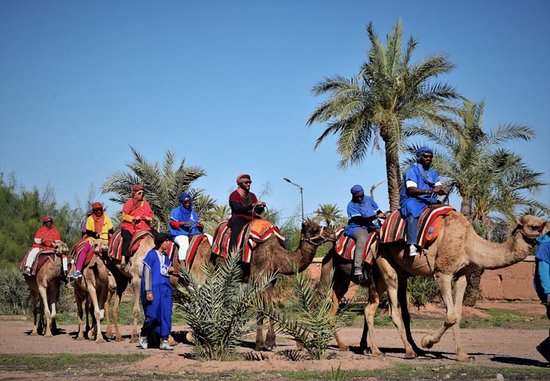 Camel Ride in the Palmeraie