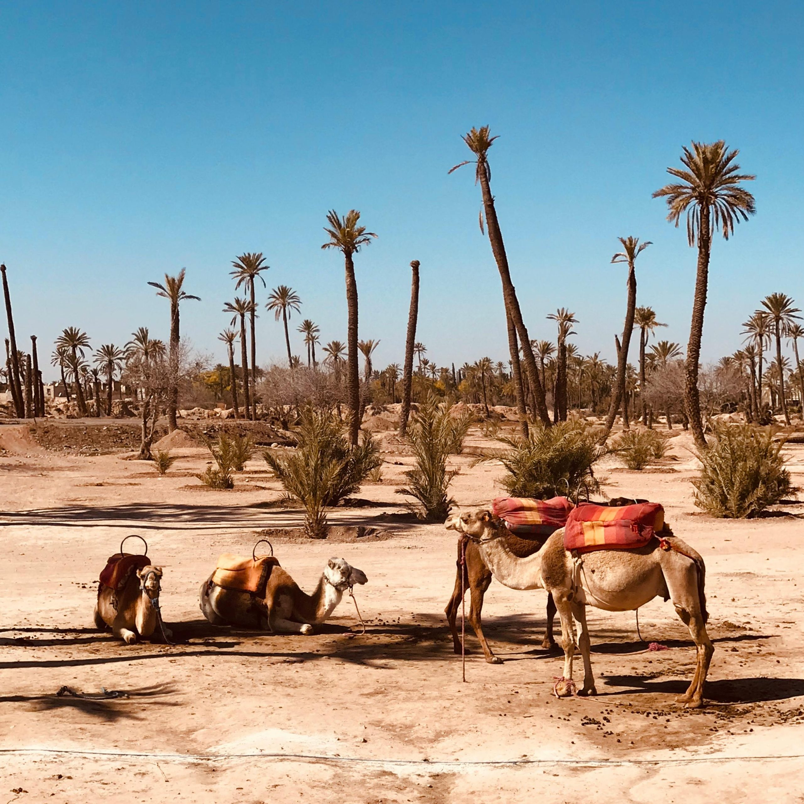 Camel Ride in the Palmeraie