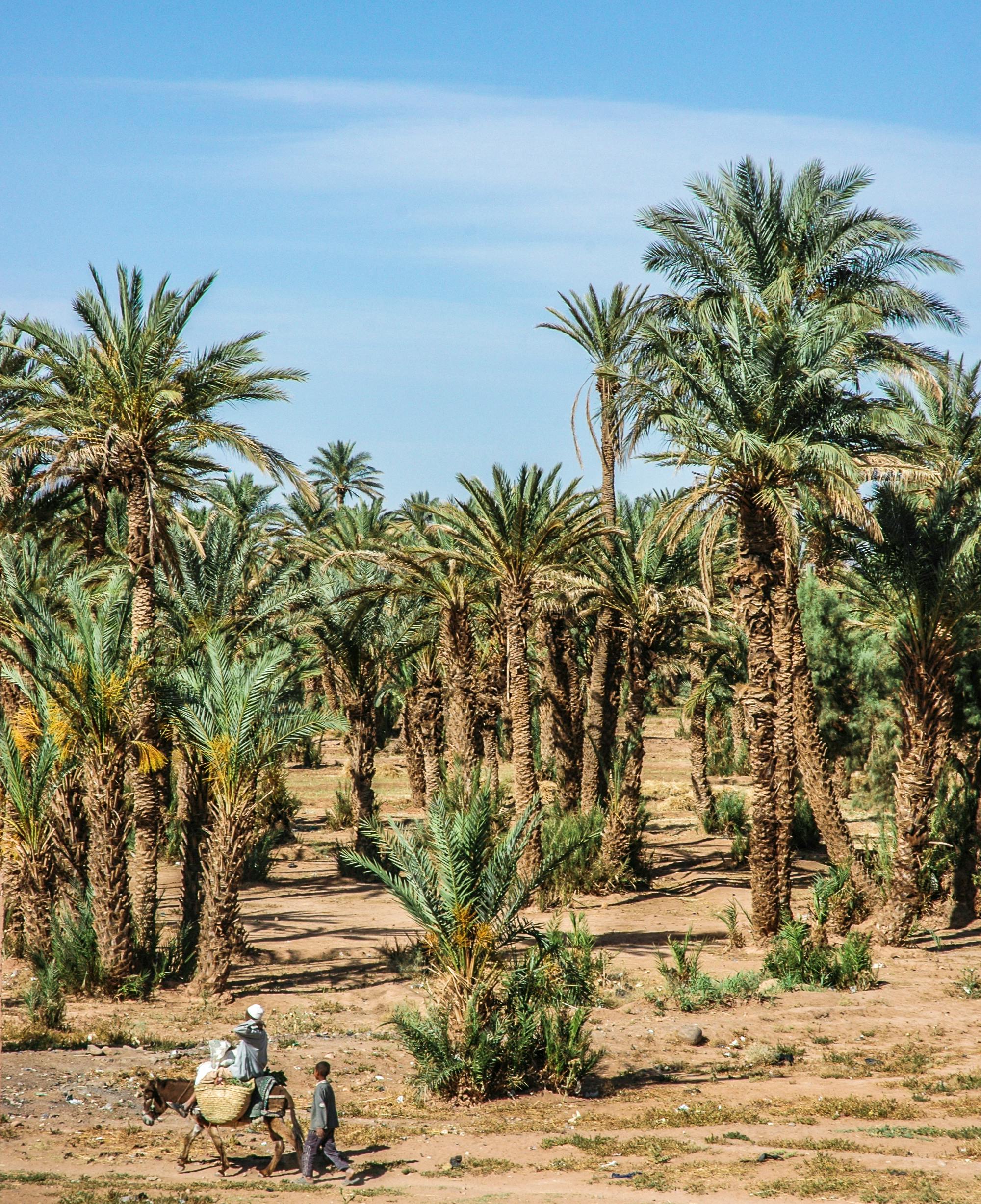 Zagora Desert: 2-Day Trip from Marrakesh